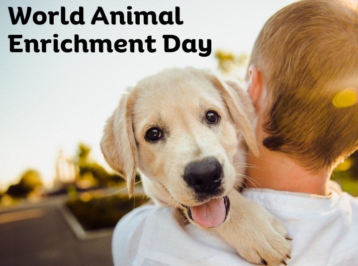 Environmental Enrichment Activities for Your Dog
