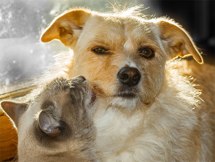 Dog Cat Exams Bennington Veterinary Care